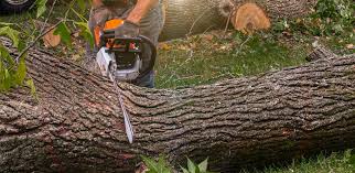 How Our Tree Care Process Works  in  Sharon, MS