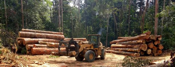 Sharon, MS Tree Removal Services Company