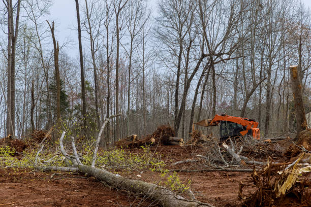 Best Tree Risk Assessment  in Sharon, MS